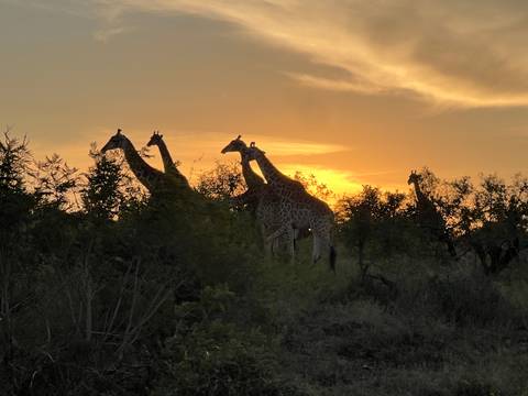 Silhouettes of giraffes walking through bushland at sunset with a golden sky.