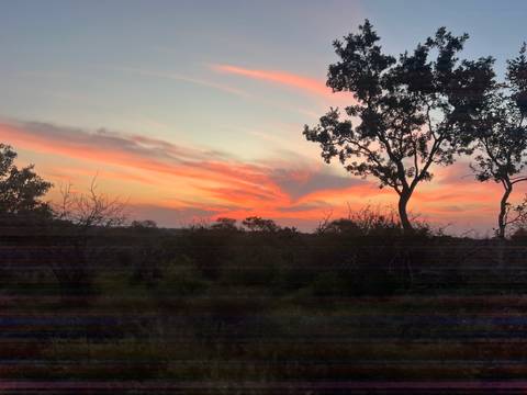 Vibrant sunset sky with orange and pink streaks above a silhouetted savanna landscape and trees