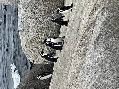 African penguins standing and waddling on large granite boulders beside the ocean surf