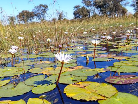 Field of white water lilies floating on clear shallow water amid tall reeds.