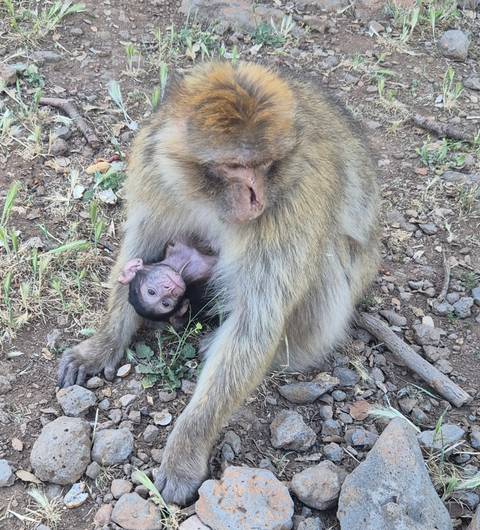 Barbary macaque mother sits on the ground nursing her tiny baby in a wooded area.