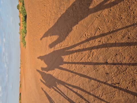 Long shadows of a camel caravan stretch across rippled desert sand in warm early light.