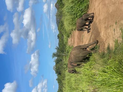 A mother elephant and her calves walk along a dirt track surrounded by lush green grasses under a bright blue sky.