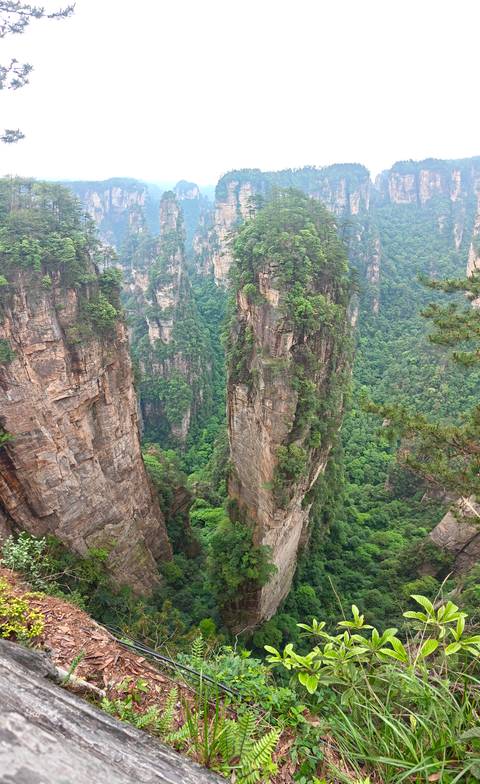 Towering sandstone pillars covered in green foliage in Zhangjiajie National Forest Park