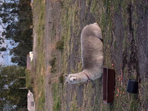 A llama or alpaca rests on the ground in a rural Andean paddock.