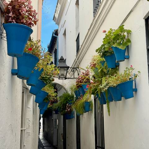 Narrow white alley lined with vibrant blue flowerpots hanging from walls.
