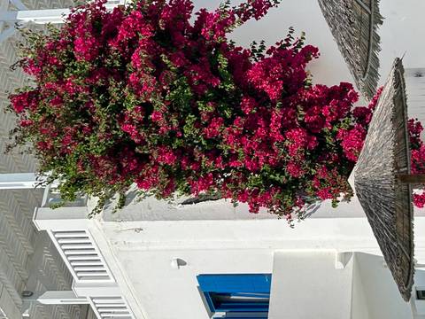 Vibrant bougainvillea climbing a white Cycladic wall in bright sunlight.
