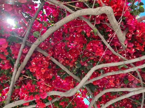 Close-up of tangled bougainvillea branches bursting with red and pink blossoms back-lit by the sun.