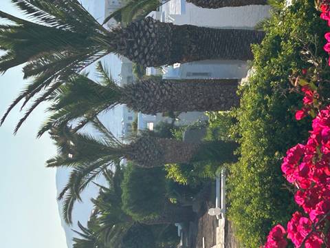 Tall palm trees and bright bougainvillea overlooking white island houses with hazy hills beyond.