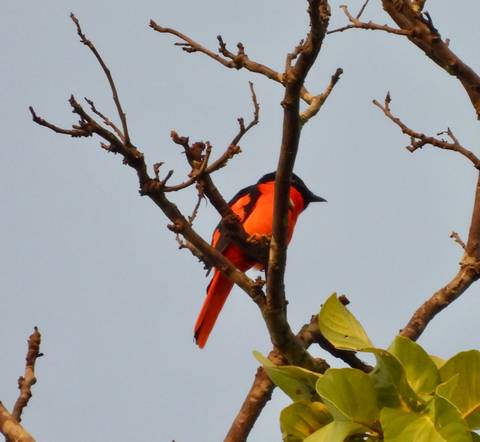 Bright orange and black minivet perched on a bare tree branch against a pale sky.