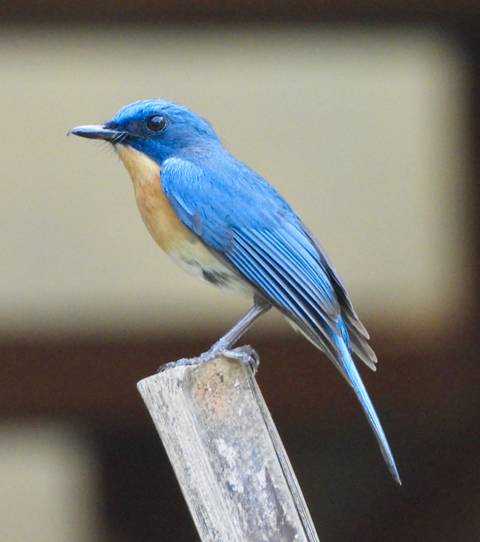 Blue and russet flycatcher standing alert on a cut branch.