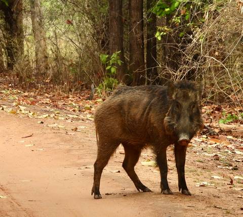 Wild boar standing on a red dirt track amid dry forest leaf litter.
