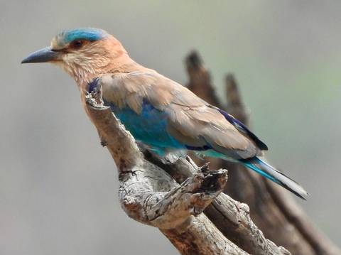 Indian roller bird with tan and turquoise plumage perched on a broken branch.