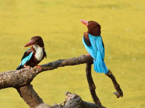 Pair of white-throated kingfishers on a branch with vivid turquoise wings and chestnut heads.