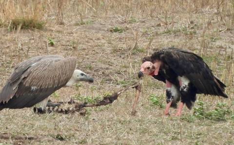 Two vultures squabbling over carrion on dry grassland.