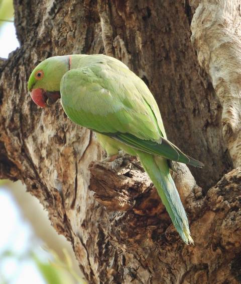 Green parakeet clinging to textured tree bark with red beak visible.