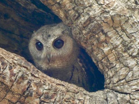 Small owl peering from a hollow in rough tree bark with wide dark eyes.