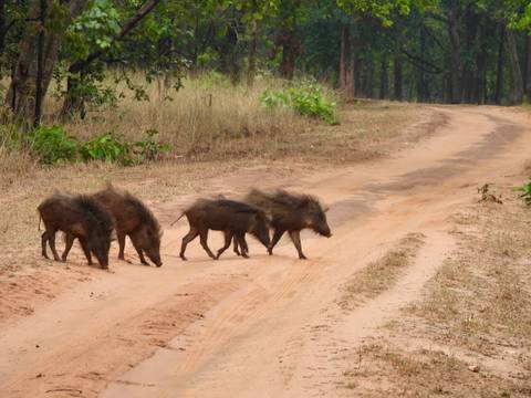 Group of young wild boars trotting across a sandy track in dry woodland.