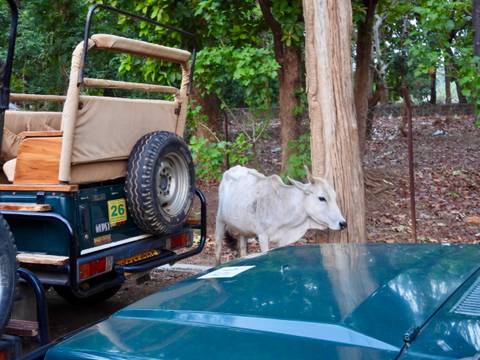 White cow standing near safari jeeps parked under forest trees.