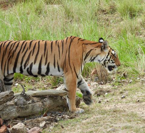 Side profile of a Bengal tiger walking through grassy forest terrain.