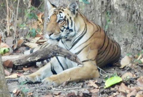A Bengal tiger resting on the forest floor surrounded by dry leaves and foliage.