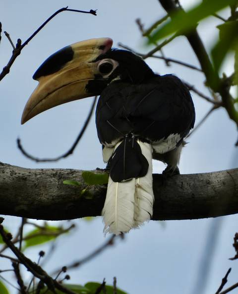 Close-up of a hornbill perched on a branch, focusing on its tail and large beak against the sky.
