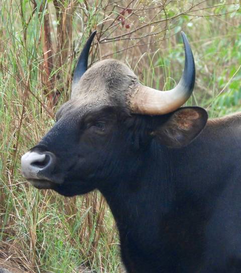 Head profile of an Indian gaur with large curved horns standing among tall grass.
