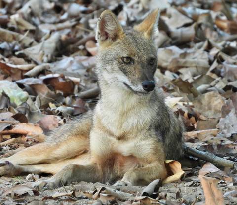 Indian jackal resting on a bed of dry forest leaves, alert and looking sideways.