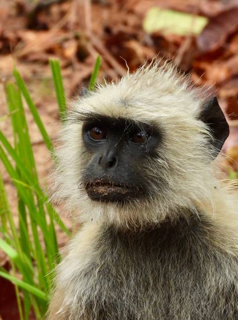 Close-up of a gray langur’s expressive face with dark eyes and whiskered fur.