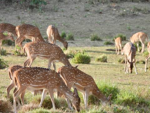 Group of spotted deer grazing on open grassland inside a reserve.