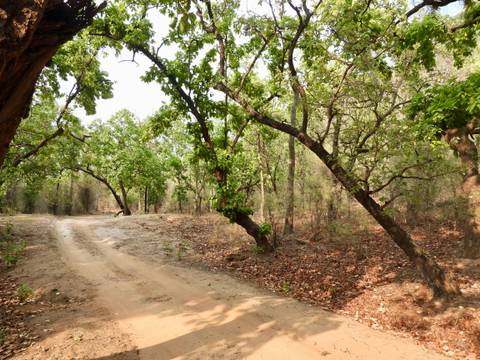Forest dirt track winding through leafy green trees and dry underbrush.