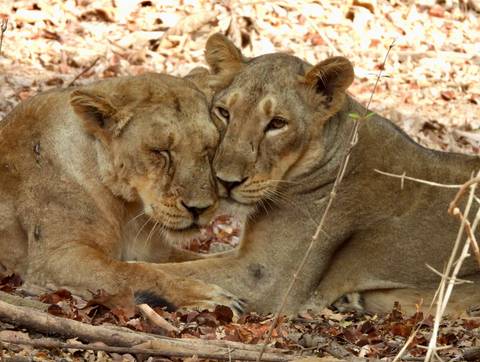 Two Asiatic lions affectionately nuzzling each other while resting on the forest floor.