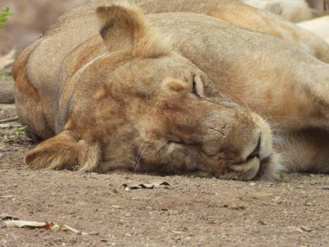 Close-up of a sleeping Asiatic lion lying on the ground.