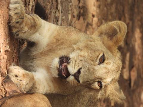 Young Asiatic lion cub looking alert with mouth slightly open among dry leaves.