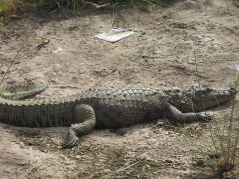 Large crocodile basking on muddy riverbank with rough textured skin.