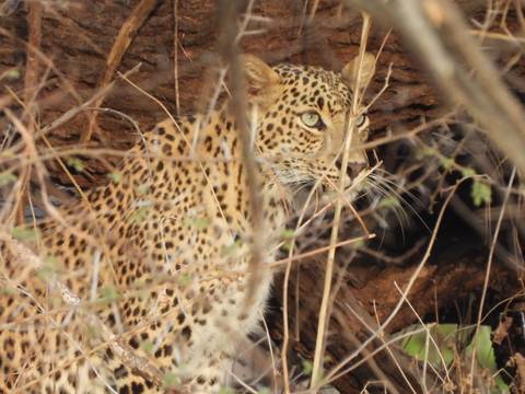 Leopard partially hidden among dry branches staring intently.