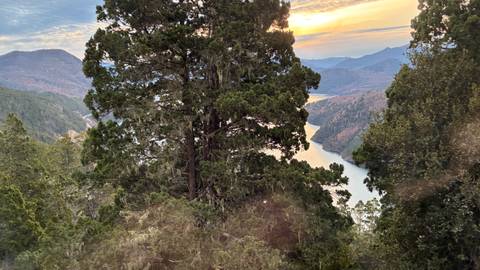 Tall evergreen tree in foreground with river and hills glowing in late afternoon light.