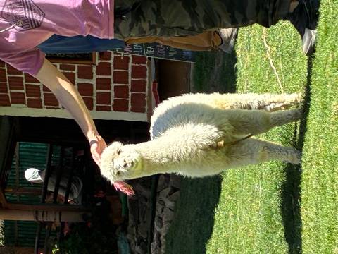 Traveler gently petting a fluffy white alpaca on green lawn outside a rustic building.