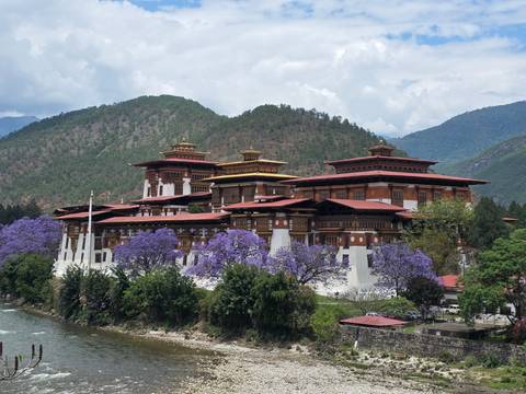 Elegant riverside dzong framed by blooming purple jacaranda trees against green hills.