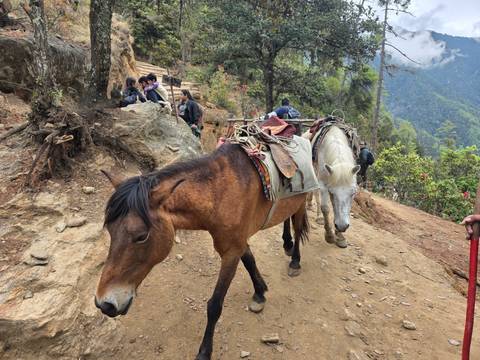 Packhorses carrying saddles walk along a dusty mountain trail as trekkers rest nearby.