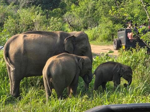 An elephant mother and calves feed near tall grass as a safari jeep with onlookers waits nearby.