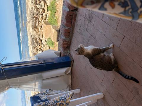 Tabby cat sitting on terracotta tiles gazing out toward the sea beyond a stone wall