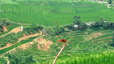 Out-of-focus red dragonfly perched on a stick with vivid green rice terraces in the background