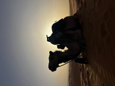 Silhouetted camel resting on golden desert sand against a dramatic setting sun