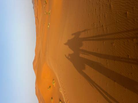 Long camel shadows stretch across rippled orange dunes under a clear morning sky
