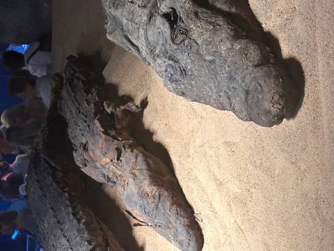 Preserved crocodile mummies displayed on sand in a museum with visitors in background