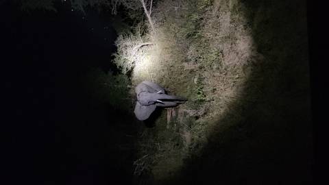 Lone elephant illuminated by a vehicle spotlight during a night safari in the bush.