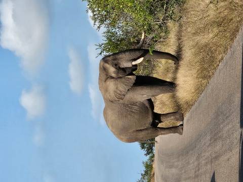 African elephant standing on a rural asphalt road flanked by dry grass and shrubs.