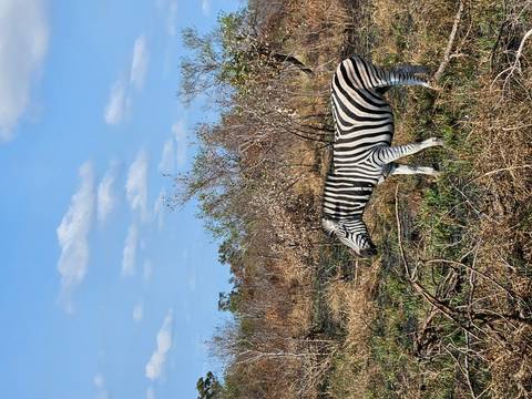 Single zebra grazing in a dry, bushy savanna under a clear blue sky.