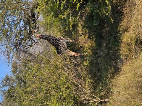 Giraffe stretching to feed on tree leaves amid dense green thickets.